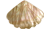 Shell Beads and Pendants