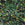 Beads wholesaler Miyuki Delica 11/0 ever green mix (5g)